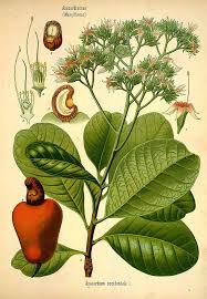 Image result for Anacardium occidentale