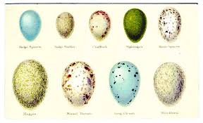 animal eggs and nests vintage printable at swivelchair