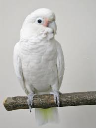 How do you establish that blissful relationship with a goffins cockatoo? Cockatoo Goffin Pet Birds Cute Birds Pretty Birds