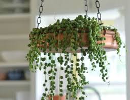 Voglia di piante e fiori nel salotto di casa? Piante Da Appartamento Come Sceglierle E Prendersene Cura