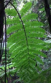 Image result for Cyathea manniana