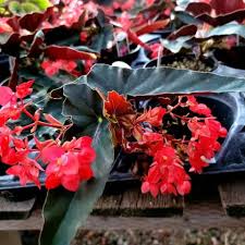Image result for Begonia pulcherrima