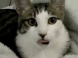 See, rate and share the best licking lips memes, gifs and funny pics. Crazy Cat Tongue Malfunctioning Cat Keeps Licking Air Youtube