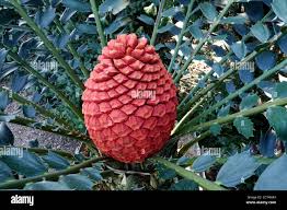 Image result for Encephalartos ferox
