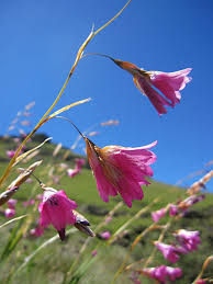 Image result for Dierama formosum/plowesii intermediates