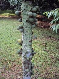 Image result for Diospyros sp. no. 1 sensu FZ