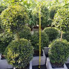 Image result for Eugenia capensis