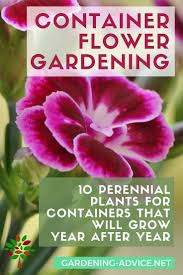 Check spelling or type a new query. Container Flower Gardening Tips 10 Perennial Plants For Pots Container Gardening Flowers Perennial Plants Flowers Perennials