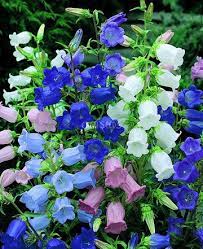 Canterbury Bells Cup And Saucer Mix Eden Seeds Backyard Flowers Plants Planting Flowers