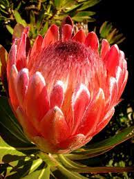 My Favorite Protea Flower Protea Plant Protea