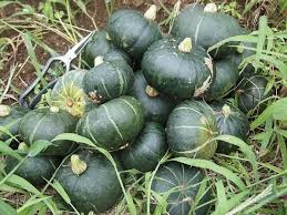 Https Xn M9jp4402bdtwxkd8n0a Com Minikabocha Sodatekata 8328 Html