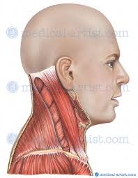 The head and neck anatomy chart displays several views of the many important systems within your head and neck, and how they work together. Anatomy Of The Head And Neck Medical Illustrations Showing The Anatomy Of The Face Head And Neck Including Related Muscles