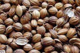 Image result for Coriandrum sativum