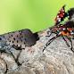 Spotted Lanternfly Monitoring Workshop