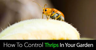 We did not find results for: Healthy Houseplants Learn Care Tips And Dealing With The Trouble Signs