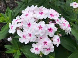 Image result for Polemoniaceae