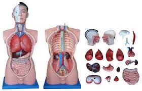 Medical laboratory medical & lab equipment, devices. Human Torso Model Life Size Torso Model 3b Scientific