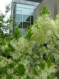 Image result for Chionanthus