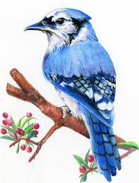 Colour Bird On Tree Drawing Colored Pencil Bird Drawings Diane Wright Art Journal B Colored Pencil B B Birds B Bird Drawings Color Pencil Sketch Birds Painting