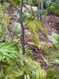 Image result for Newtonia buchananii