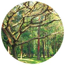 Image result for Copaifera