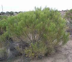 Medium Textured Shrubs Desert Broom Baccharis Sarothroides Trees To Plant Landscaping Plants Landscape