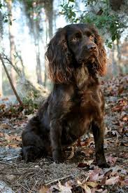 Hund Till Mamma Dog Breeds Dogs Spaniel Breeds