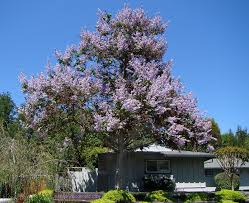 Maybe you would like to learn more about one of these? Tree With Purple Flower Flowers Growing Magnolia Trees Garden Trees Grass Lawn Flowers Irrigation Landscaping City Data Forum