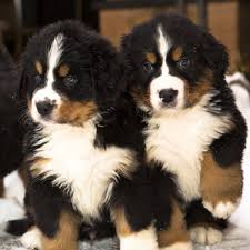 Bernese Mountain Dog Breed Information Characteristics