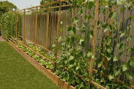 Trellises are a useful and beautiful addition to any garden space. How To Build A Trellis For Growing Pole Beans Learn How To