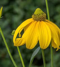 Image result for Rudbeckia laciniata