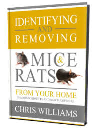 Mix together 16 ounces of hydrogen peroxide, 1 teaspoon of dishwashing liquid and 1 tablespoon of baking soda. Can You Smell Mouse Pee Colonial Pest Control