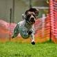 Springfield and South Windsor Kennel Club AKC Fast CAT — Showcase for Dogs