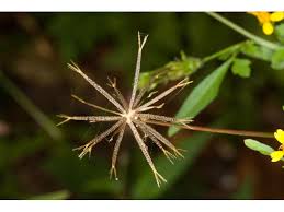 Image result for Bidens bipinnata