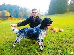 Image result for Velký münsterlandský ohař