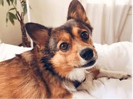 This interesting dog breed is most. 24 Of The Cutest Corgi Mixes You Have Ever Seen Petvr Com