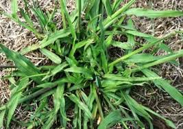 .tall fescue grass tall fescue plant identifying fescue grass crab grass vs. Crabgrass Prevention Control Lawn Care Tips Weed Man
