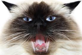 While the characteristics mentioned here may frequently represent this breed, cats are individuals whose personalities and appearances will vary. Himalayan Cat Facts
