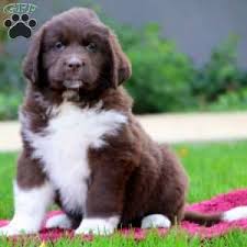We simply enjoy raising our newfoundland's with our family. Newfoundland Puppies For Sale Newfie Puppies Greenfield Puppies