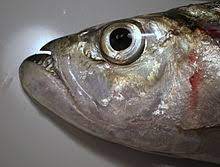 The term also could refer to a specific sour and spicy fish soup which employs seasonings like tamarind. Dorab Wolf Herring Wikipedia