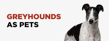 A wonderful & delightful addition to any family!! Greyhounds Dlgsc