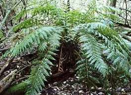 Image result for Todea