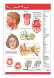 It includes looking into the mouth and pharynx. Ear Nose And Throat Anatomy Chart Ganada