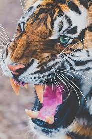 4k Tiger Roar Iphone Wallpapers Tiger Wallpaper Iphone Tiger Wallpaper Animal Wallpaper