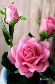 Committed to wow you & your guests. 30 Rose Flower Phone Wallpaper Hd Ryan Wallpaper