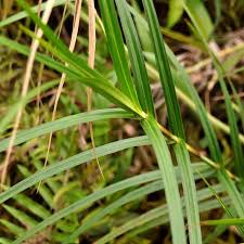 Image result for Scleria rehmannii