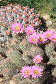 Image result for Eriosema verdickii