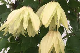 Clematis koreana 'amber' becomes covered in many petalled, soft yellow blooms which are blushed pink at the tips from april through to june and then repeat flush in september. Clematis Raised On Flower Power Wins At Chelsea Richard Jackson Garden