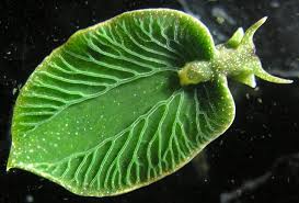 Garden slugs are a very common creature in the garden, making them a very easy pet to find. Jan Schaumann On Twitter Here S Another Kleptoplastic Sea Slug Costasiella Kuroshimae For Obvious Reasons Also Called A Leaf Sheep Because Seriously How Effin Cool Is That Https T Co Xcigqiotux