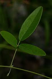 Image result for Galactia striata